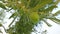 Branches of fruitful olive tree and sun shining through the leaves