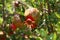 On the branches are the fruits and flowers of the pomegranate tree.