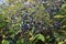 Branches with fruits of Ligustrum Sinense.