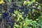 Branches with fruits of Ligustrum Sinense.