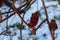 Branches and fruits of sumac bush Rhus coriaria covered with snow in winter season