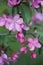 Branches full of pink flower clusters on Apple tree