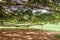 Branches of giant Ficus benjamina in Peradeniya Royal Botanical Gardens near Kandy, Sri Lan