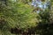 Branches of giant sequoia