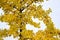 Branches of a ginko tree in yellow autumn colors, detail