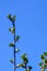 Branches of gooseberry with buds against blue sky. Plants in garden in early spring. Beginning of juice movement