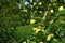 Branches of Granny Smith apple cultivar full of ripening fruits.