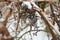 Branches of a grape, bushes covered with ice crust after freezing rain, fragment, background