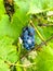 Branches of grapes growing in the garden. Bunch of blue grapes.