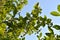 Branches with green berries and leaves on chokeberry or aronia bush in spring garden