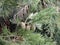 Branches and green cones of Sequoiadendron giganteum