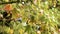 Branches and green fruits of American sweetgum (alligatorwood) tree or Liquidambar styraciflua