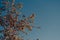 Branches and green leaves blowing in the wind against the blue sky. The clear sky above the trees in the forest