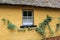 Branches with green leaves creeping along thatched cottage