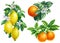 Branches with green leaves, flowers, citrus fruits, watercolor botanical painting. Set of orange, lemons, tangerines