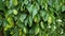 Branches with green leaves and fruits of Ostrya carpinifolia.