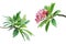 Branches with Green Leaves and Pink Flowers of Frangipani, Plumeria Tree Isolated on White Background with Clipping Path