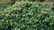 Branches with green leaves and unbloomed flowers of Skimmia japonica White Dwarf.