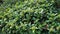 Branches with green leaves and unbloomed flowers of Skimmia japonica White Dwarf.