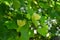 Branches with green leaves and yellow flowers of Liriodendron tulipifera, known as the tulip tree, in the city garden