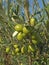 Branches with green olives