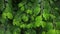 Branches of green osier with leaves covered with water drops