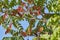 Branches with green and reddish autumn leaves