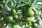 Branches of green, unripened Calamondin Oranges growing on a tree