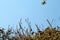 Branches growing on a roof