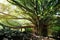 Branches and hanging roots of giant banyan tree growing on famous Pipiwai trail on Maui, Hawaii