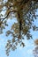 Branches of a huge sprawling oak overhead