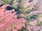 A branches of a Japanese Cedar Gradient from green to stunning pink.