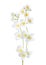 Branches of  Jasmine`s Philadelphus flowers isolated on white background