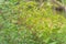 Branches of jute plant with many spindle-shaped fruit cultivated in Houston, Texas