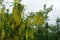 Branches of Laburnum anagyroides with long panicles of yellow flowers
