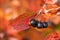 Branches with ladybug on black berries and red leaves of chokeberry in autumn