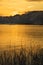 The branches in the lake reflect the golden sun