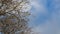 Branches of large tree without foliage sway in wind in sunny weather against blue sky with clouds. Beautiful environment