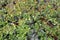 Branches with leaves of a dwarfish birch (Betula nana L.)