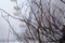 Branches without leaves in front of rust yellow ferris wheel attraction in fog in winter abandoned amusement park