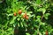 Branches with leaves and small pomegranate fruits