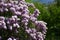 Branches of Lilac flowers with green leaves.