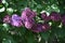 Branches of Lilac flowers with green leaves.