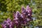 Branches of Lilac flowers with green leaves.