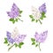 Branches of lilac flowers. Vector illustration.