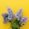 Branches of lilac on a square bright yellow background