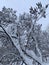 branches of lilacs covered with snow