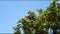 Branches of a loquat tree full of ripe fruit loop time lapse with blue sky