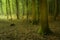 Branches lying in a green beautiful deciduous forest