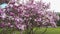 Branches of Magnolia with purple flowers in park close-up